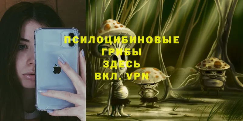 Галлюциногенные грибы Psilocybe  наркотики  Рязань 